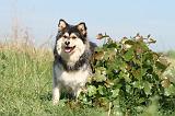 CHIEN FINNOIS DE LAPONIE 459